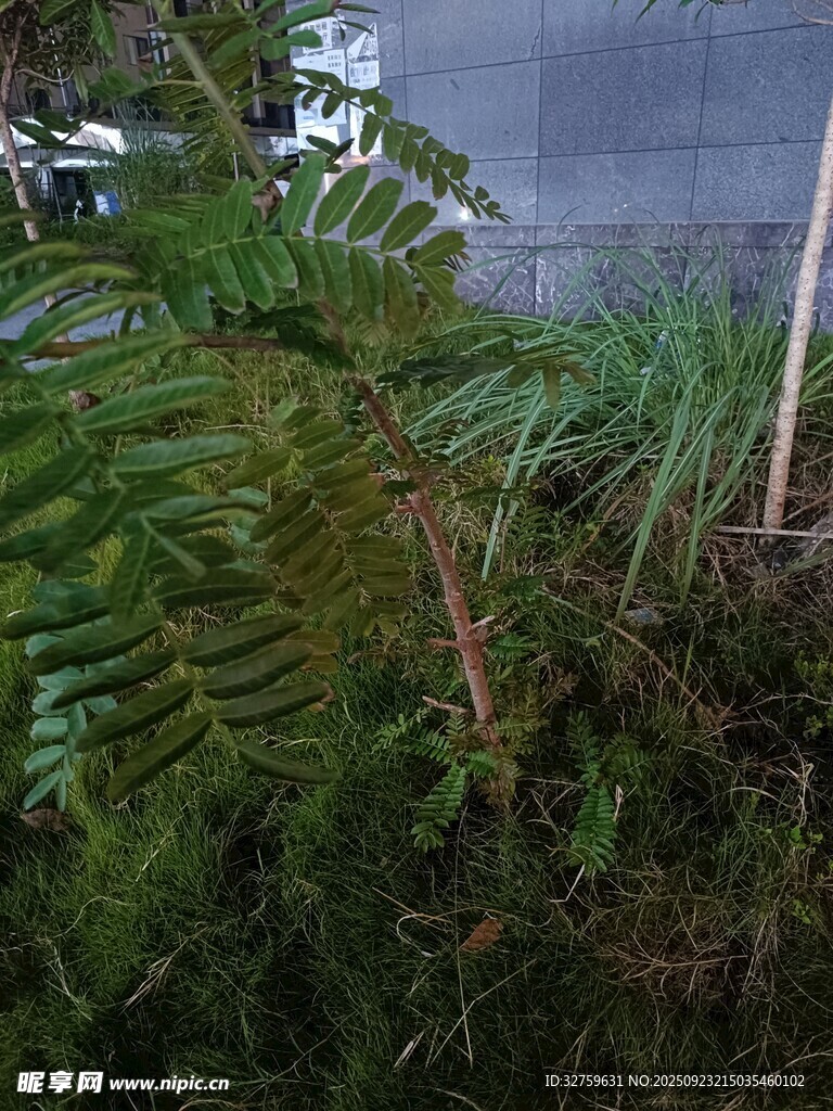 户外茂盛蕨类植物景观