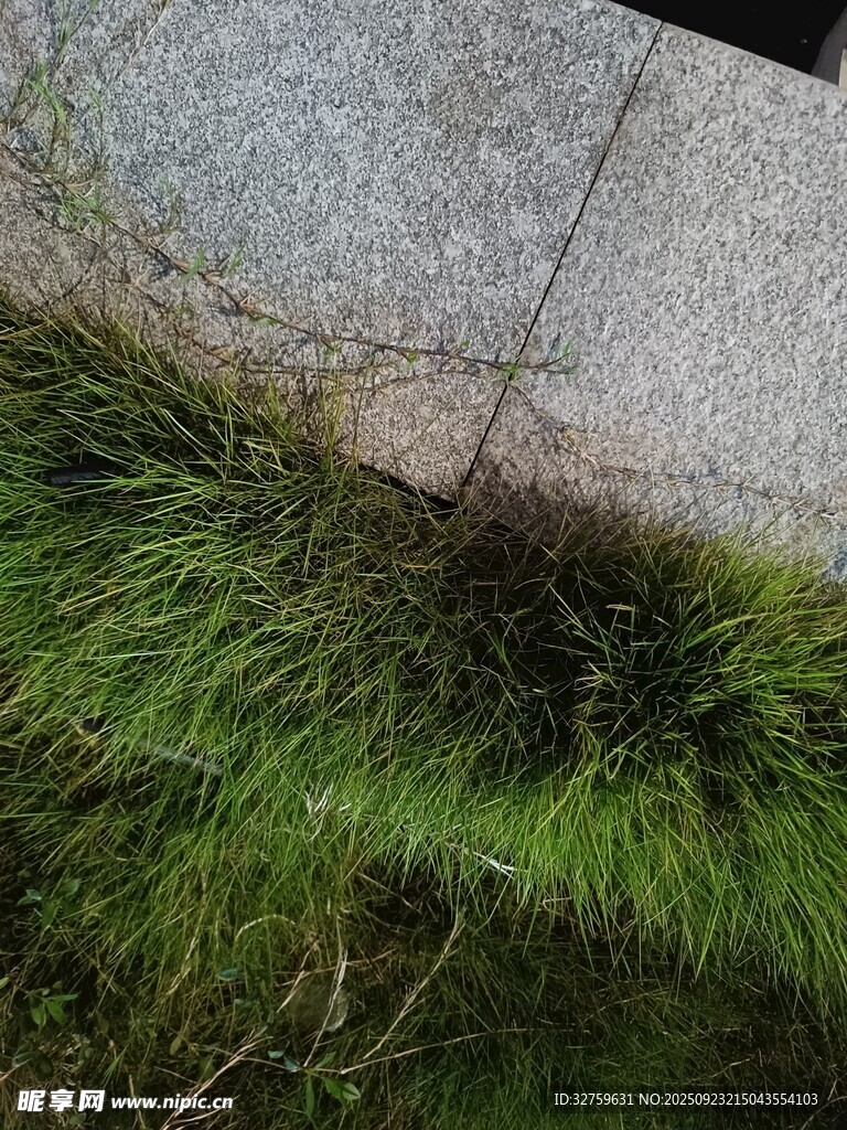 石缝中生长的翠绿野草