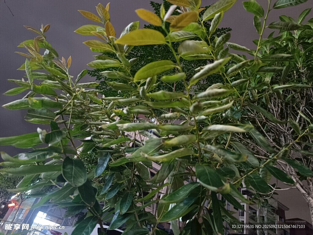 室内绿植景观