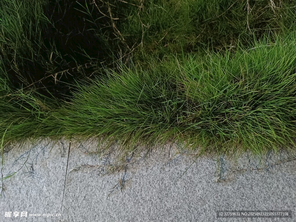 路边翠绿丛生的野草