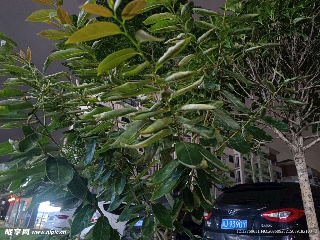 夜晚街边繁茂的绿树