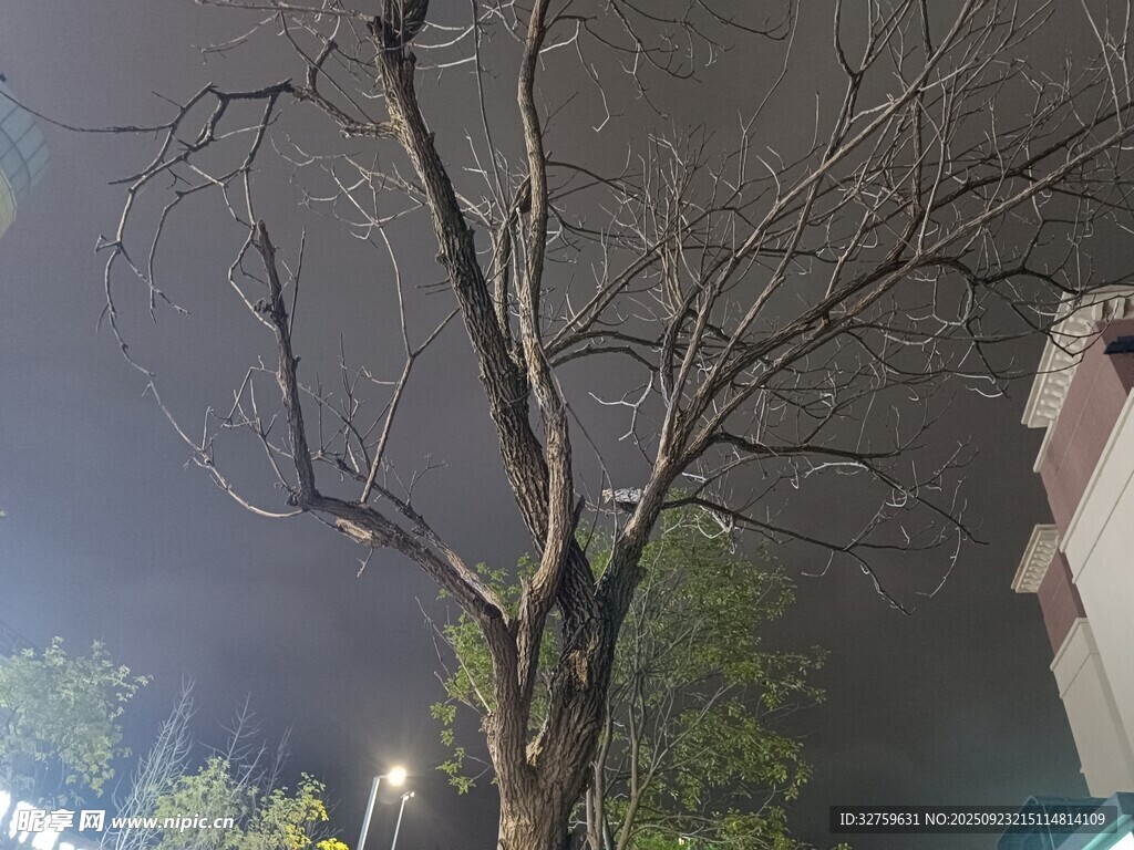夜晚枯树景象