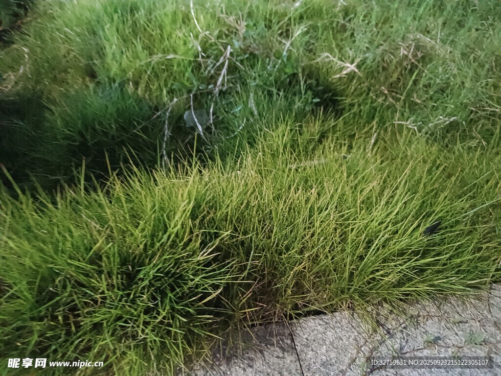 路边茂盛的绿色草丛