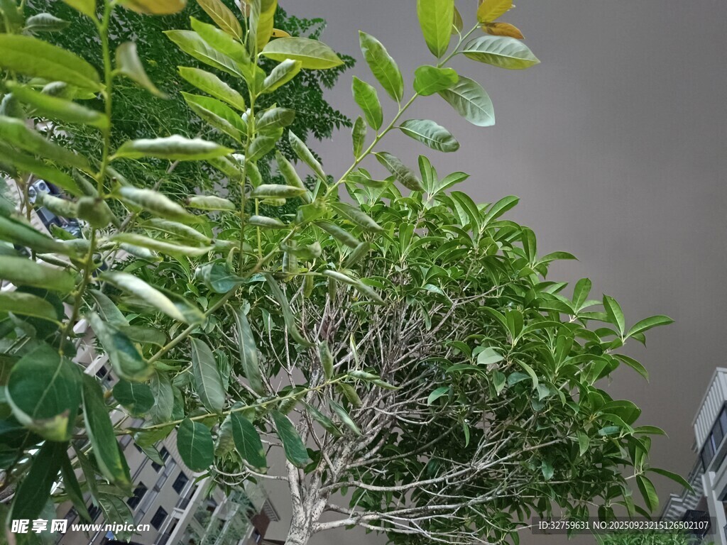 绿叶繁茂的绿植景观