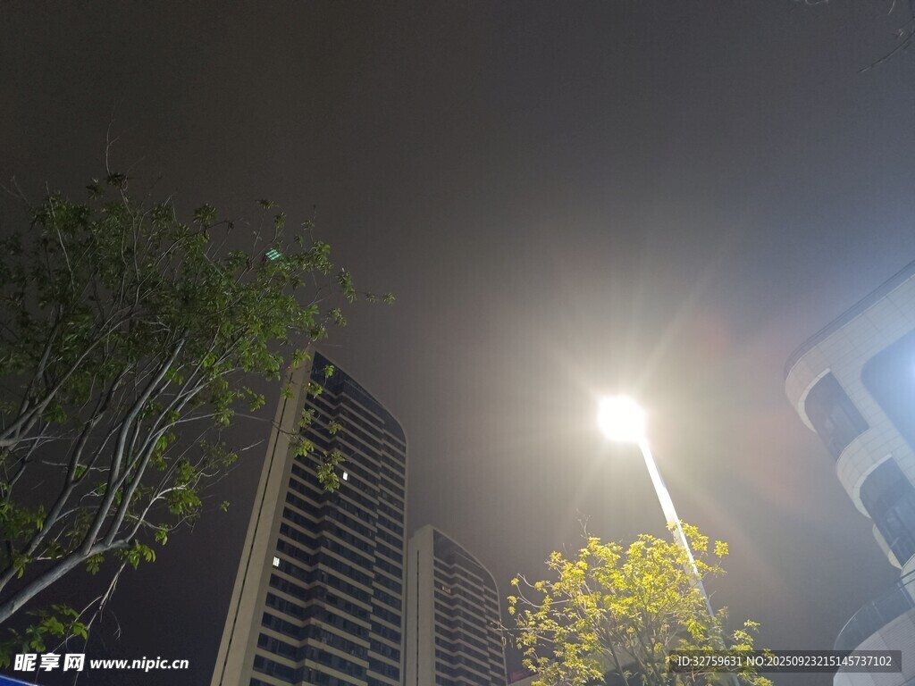 城市夜晚路灯下的绿植景观