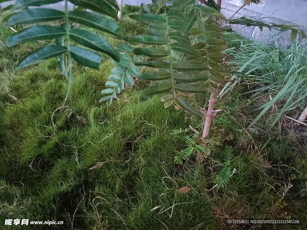 翠绿蕨类植物近景特写