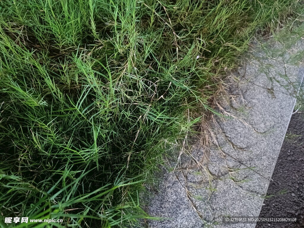 路边翠绿草丛与石板路