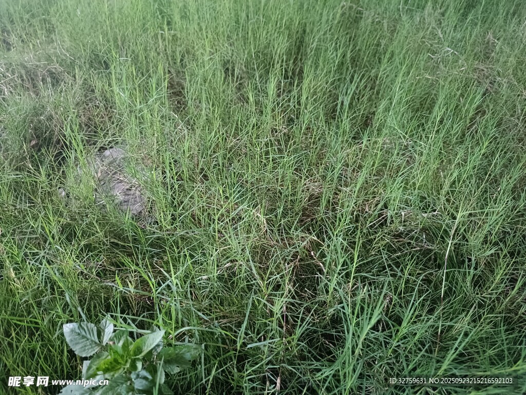 翠绿草地