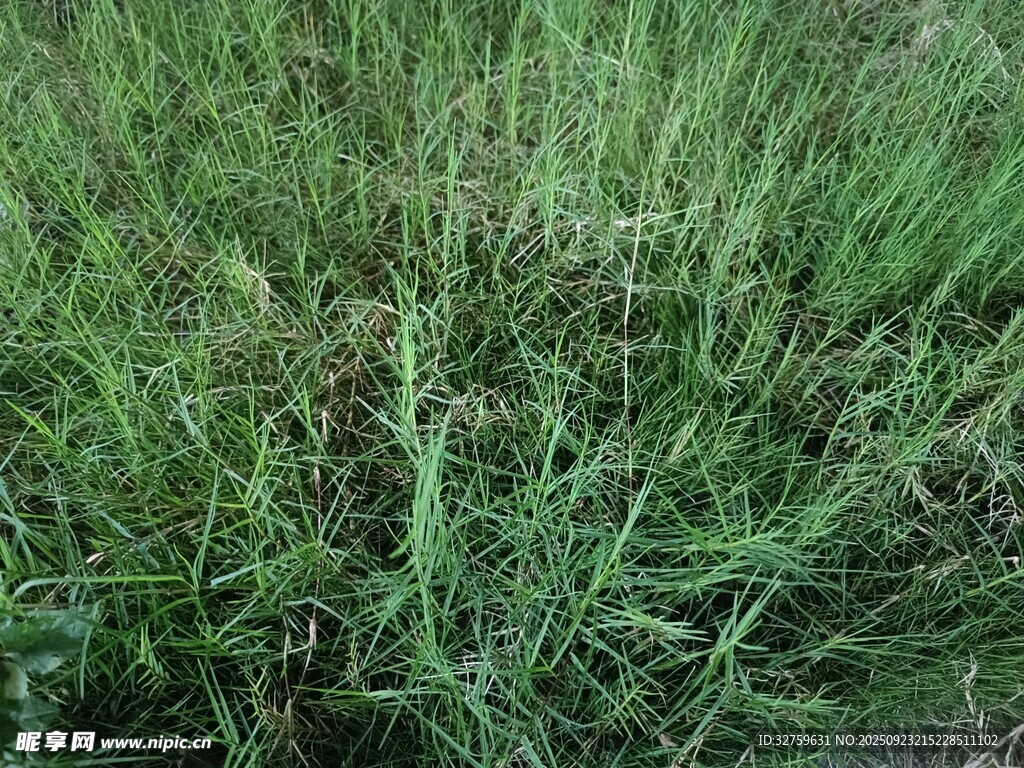 茂盛的绿色草地