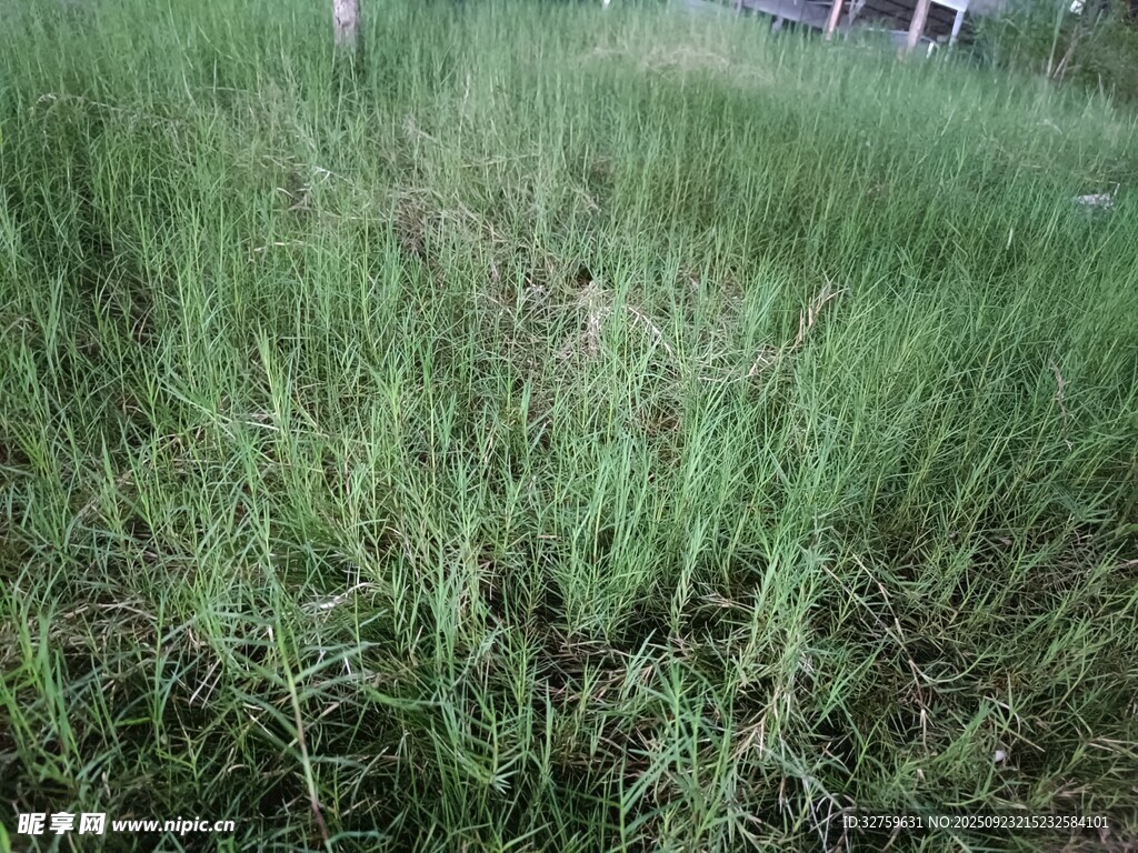 野外茂盛的绿色草地