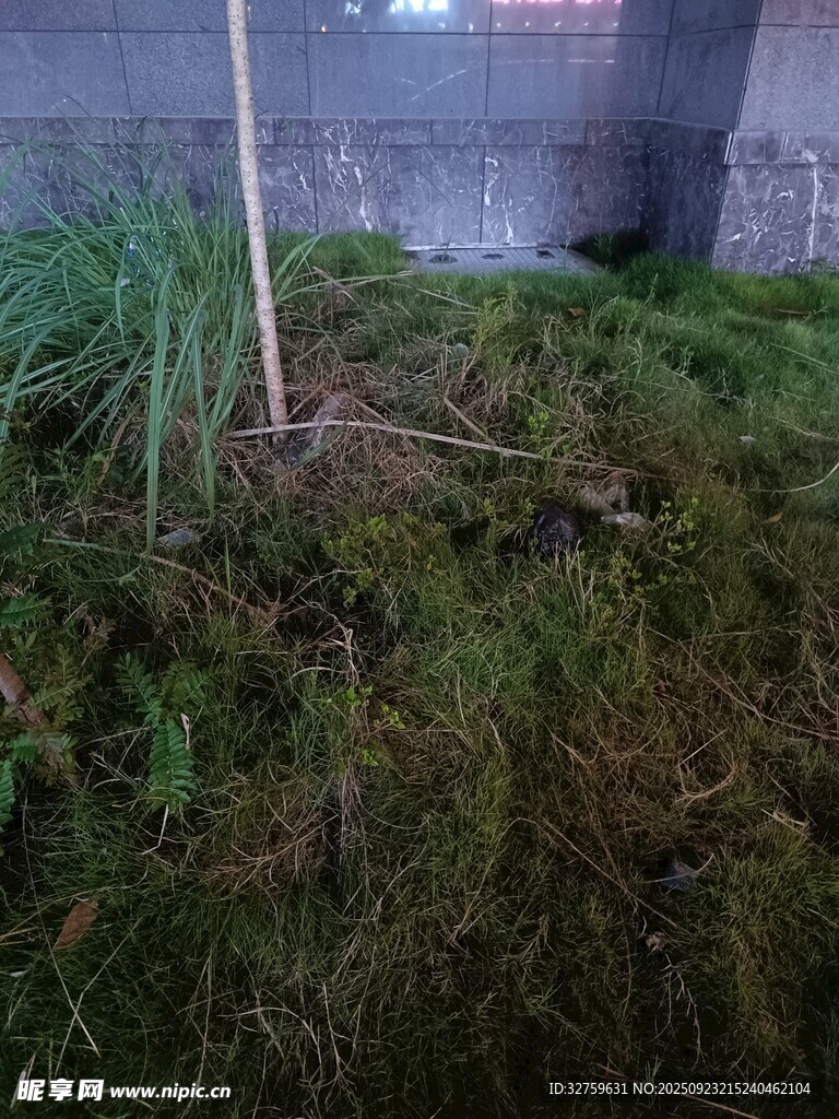 墙边草地中的细长植物