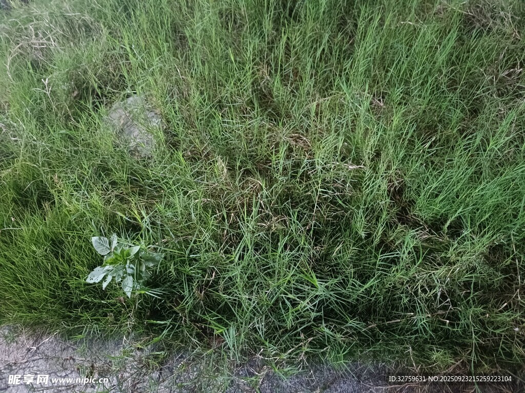 草丛中的白色小花