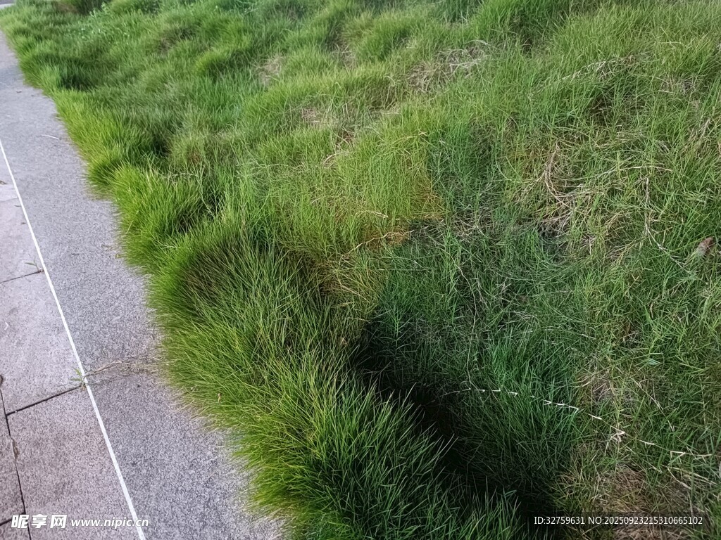 路边茂盛的绿色草丛