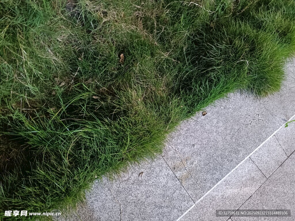 路边草地与水泥路面