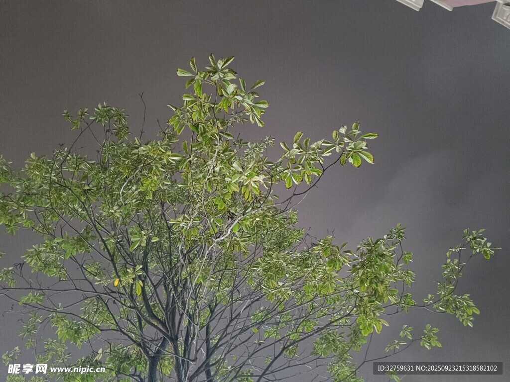 嫩绿树枝伸展于灰空