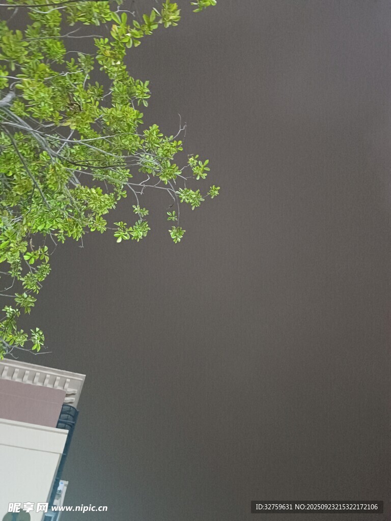 仰视绿树与建筑一角