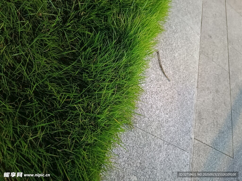 路边嫩绿青草