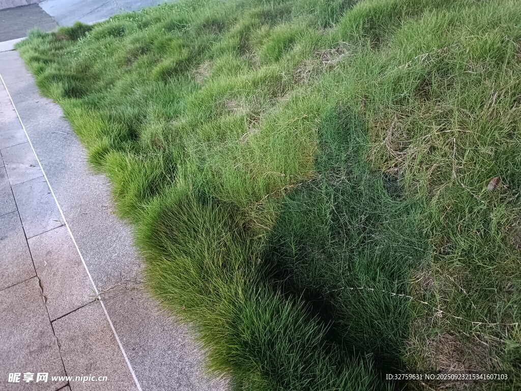 路边茂盛的绿色草丛