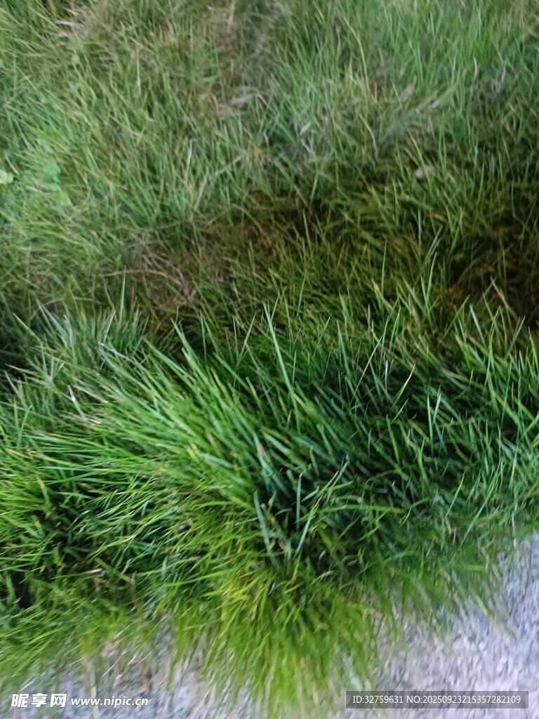 嫩绿青草近景特写