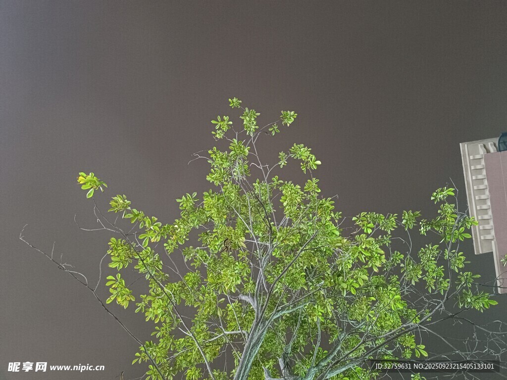 雨中翠绿树木与建筑物