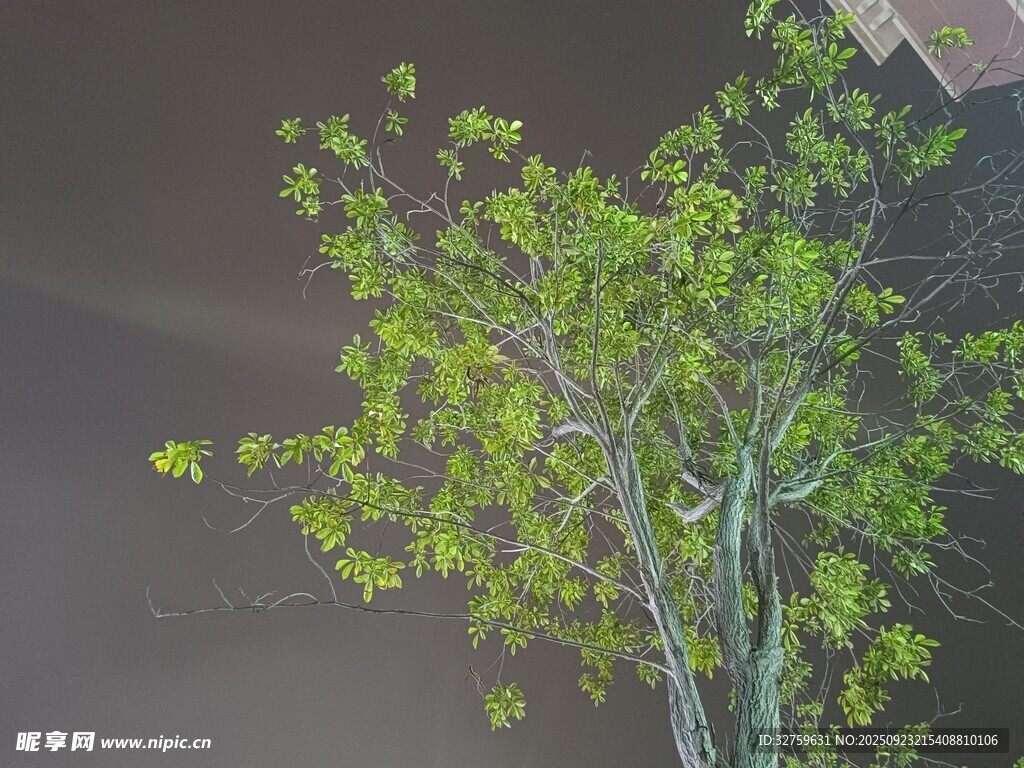 夜色中翠绿繁茂的树木