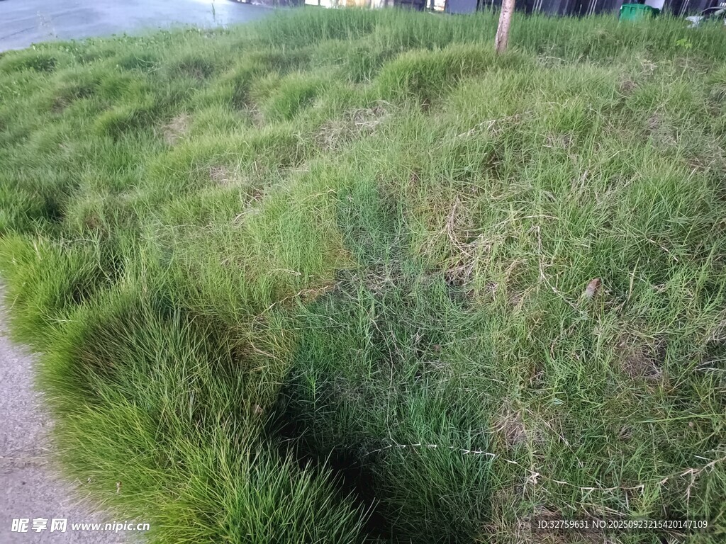 路边葱郁草地