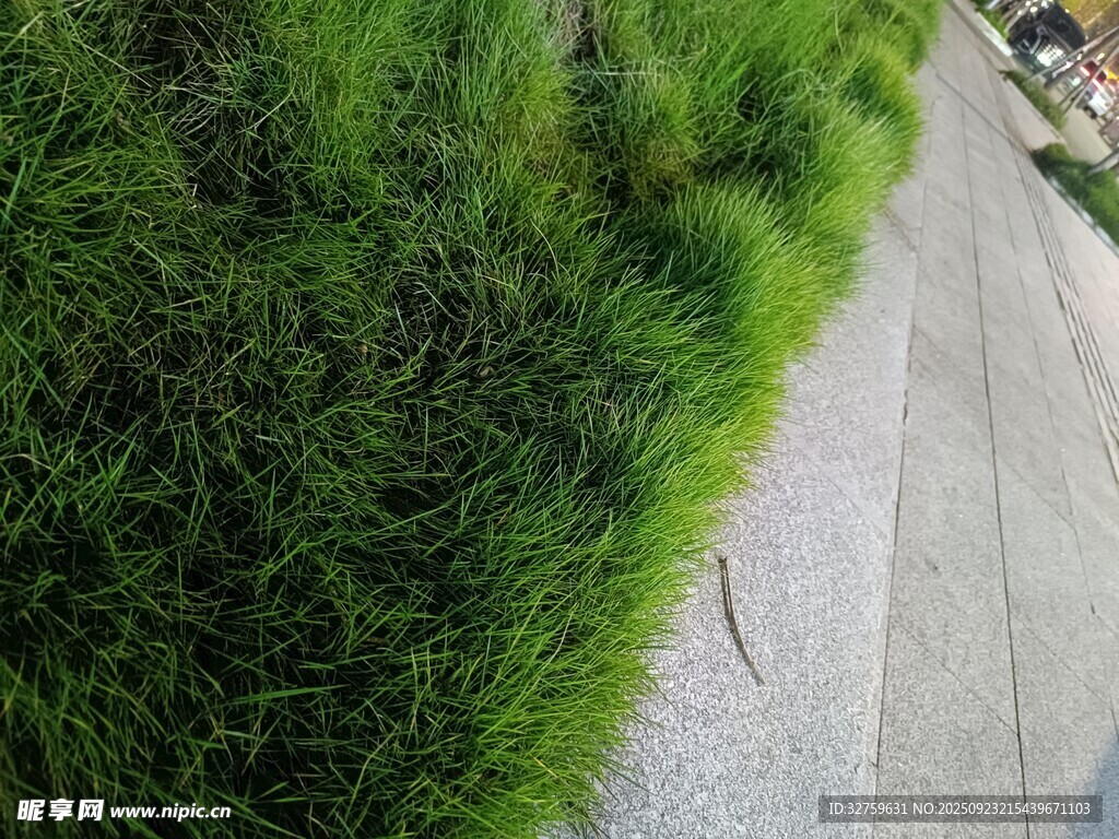 路边嫩绿青草