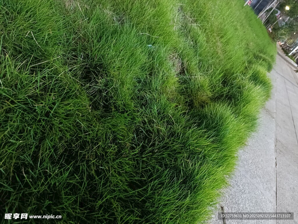 路边翠绿茂盛的草丛