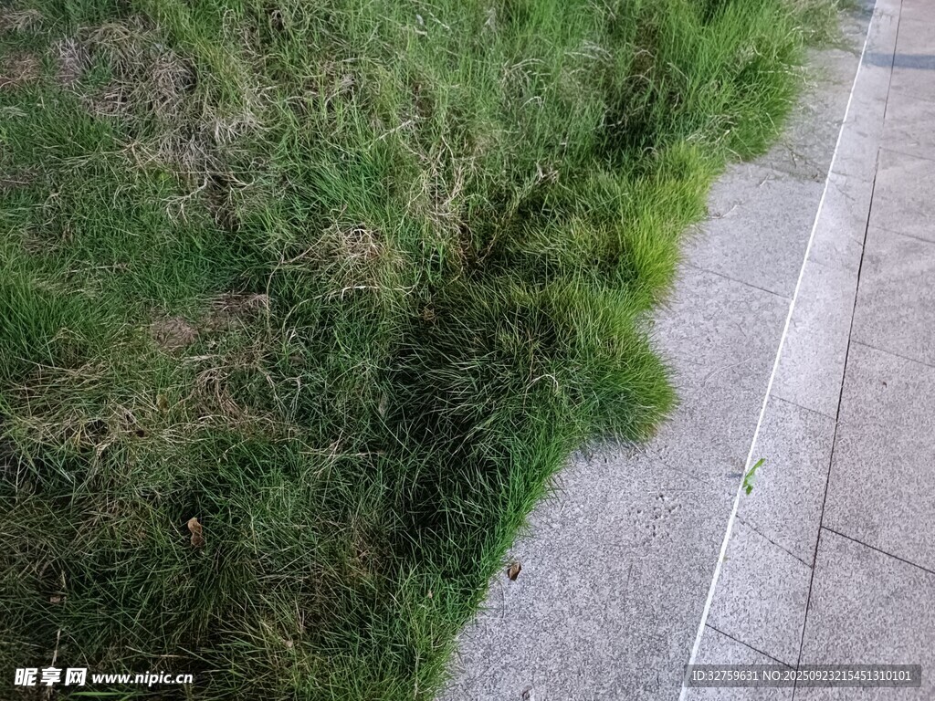 路边茂盛青草