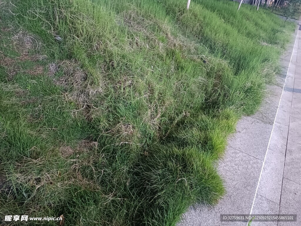 路边翠绿茂盛的野草