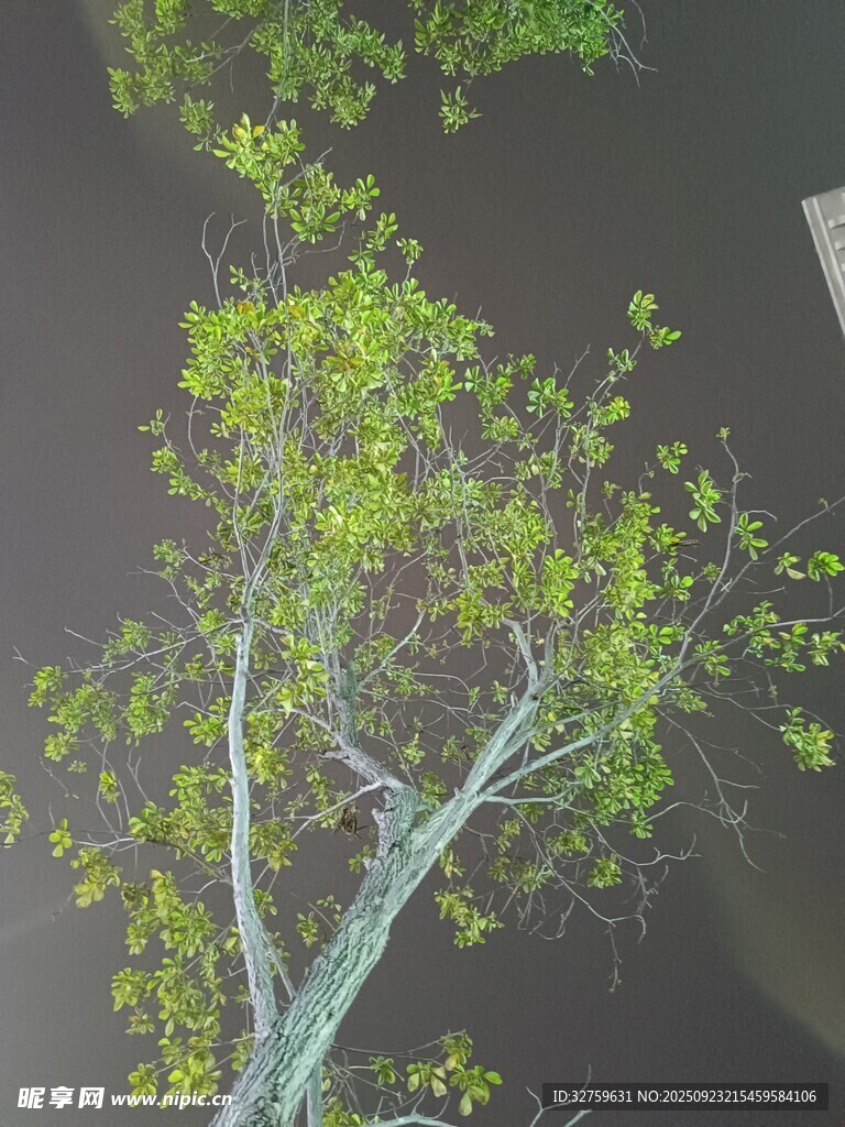 嫩绿树枝在暗背景中伸展