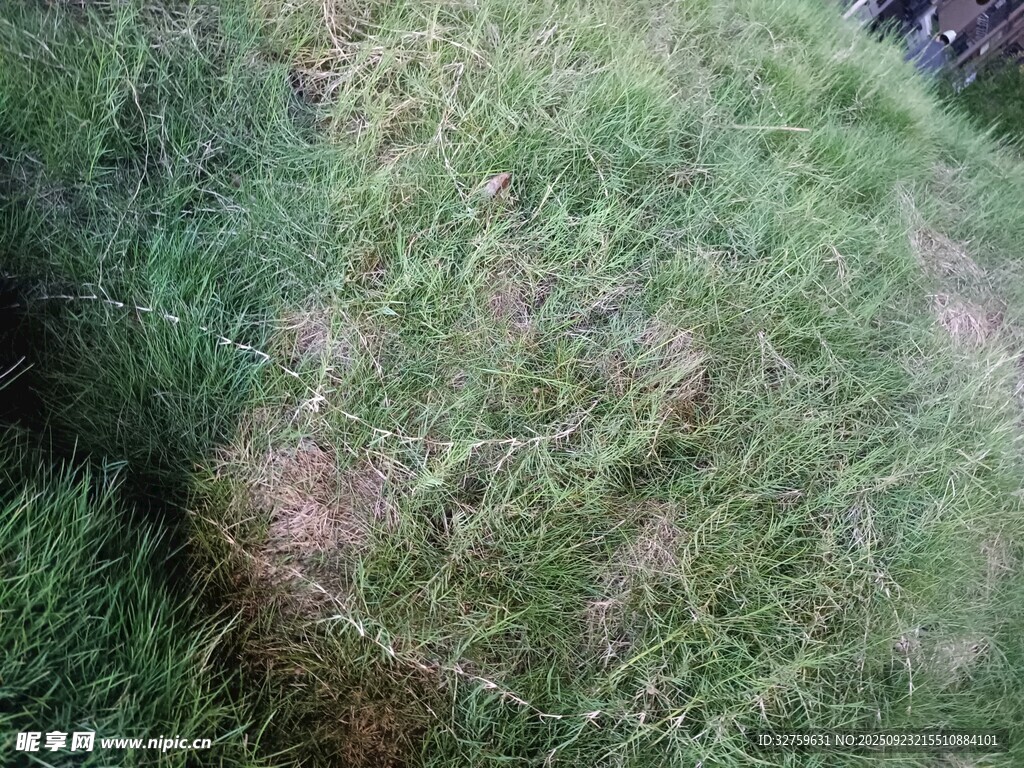 草地局部特写