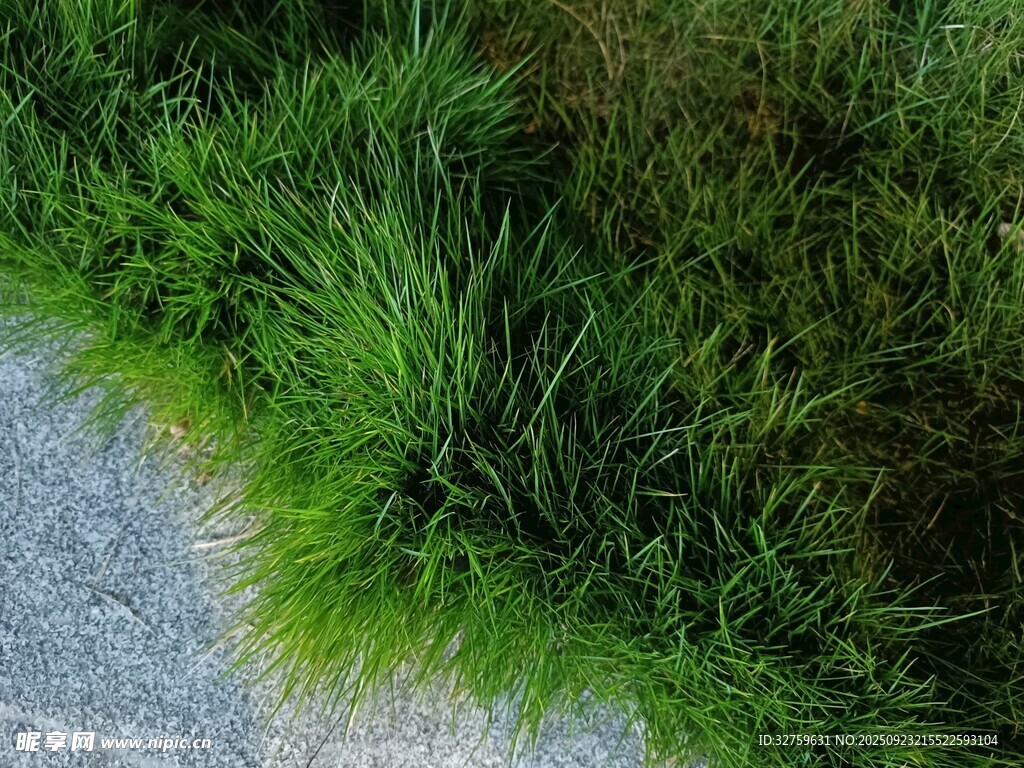 路边翠绿茂盛的青草