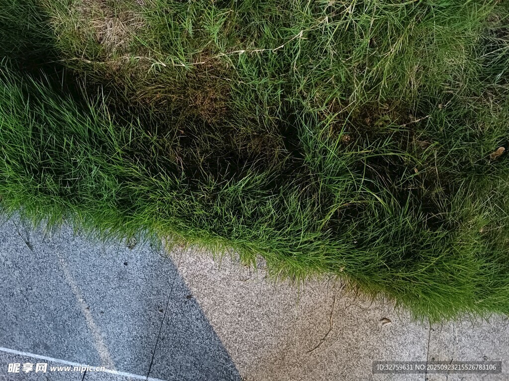 路边草地与地面景象