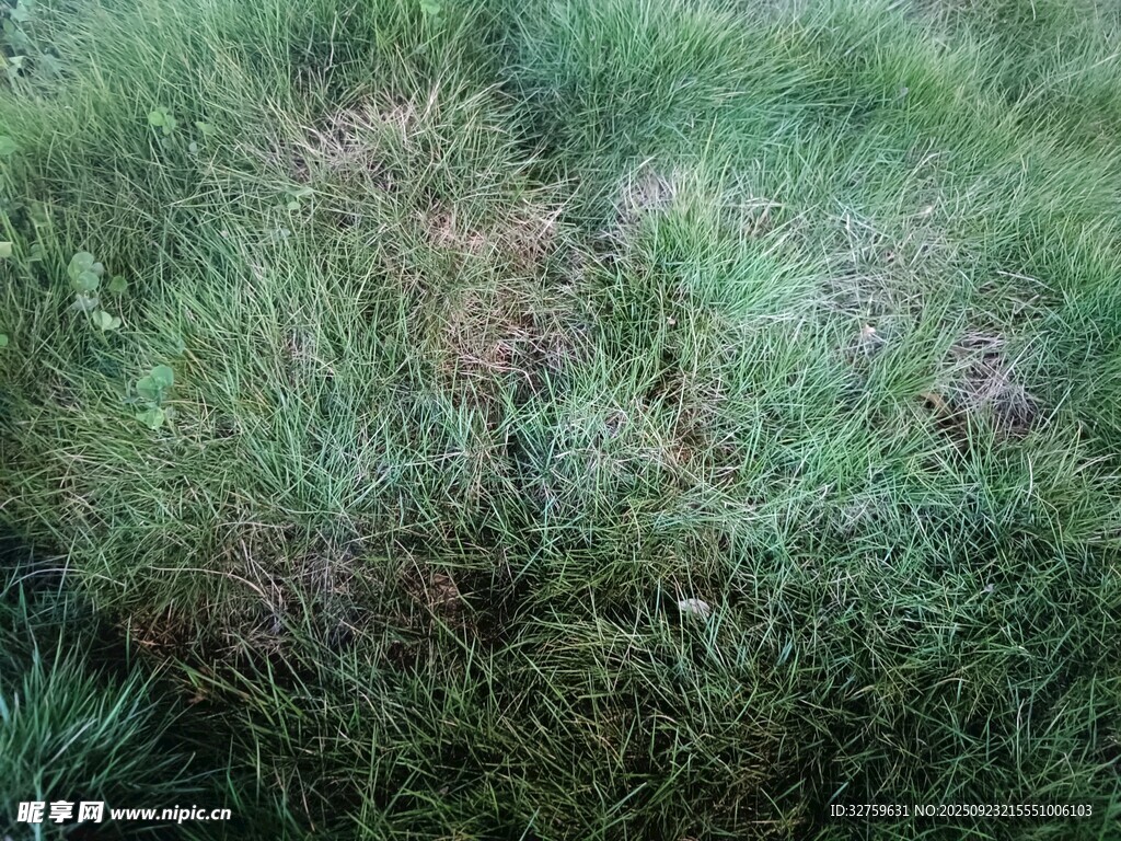 野外茂密的绿色草丛