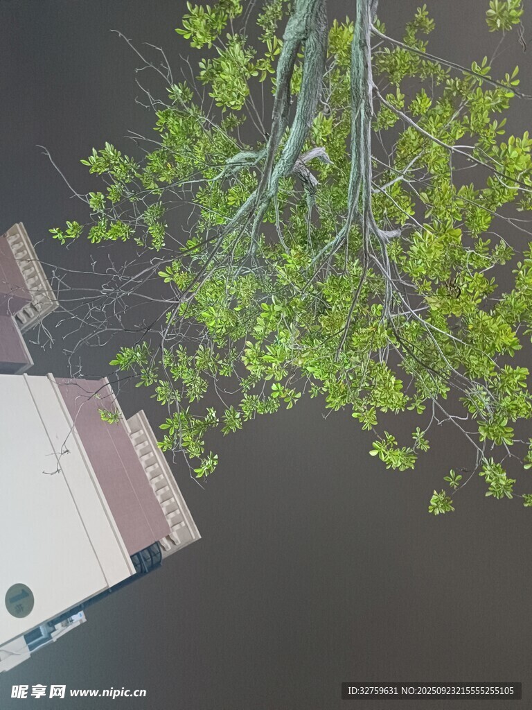俯瞰水边绿植与建筑