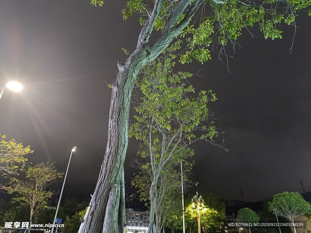夜晚下的大树与路灯