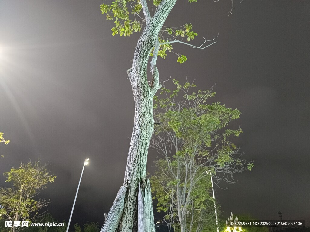 夜间倾斜树木特写