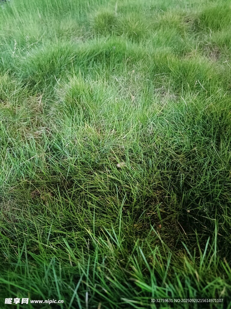 翠绿草地特写