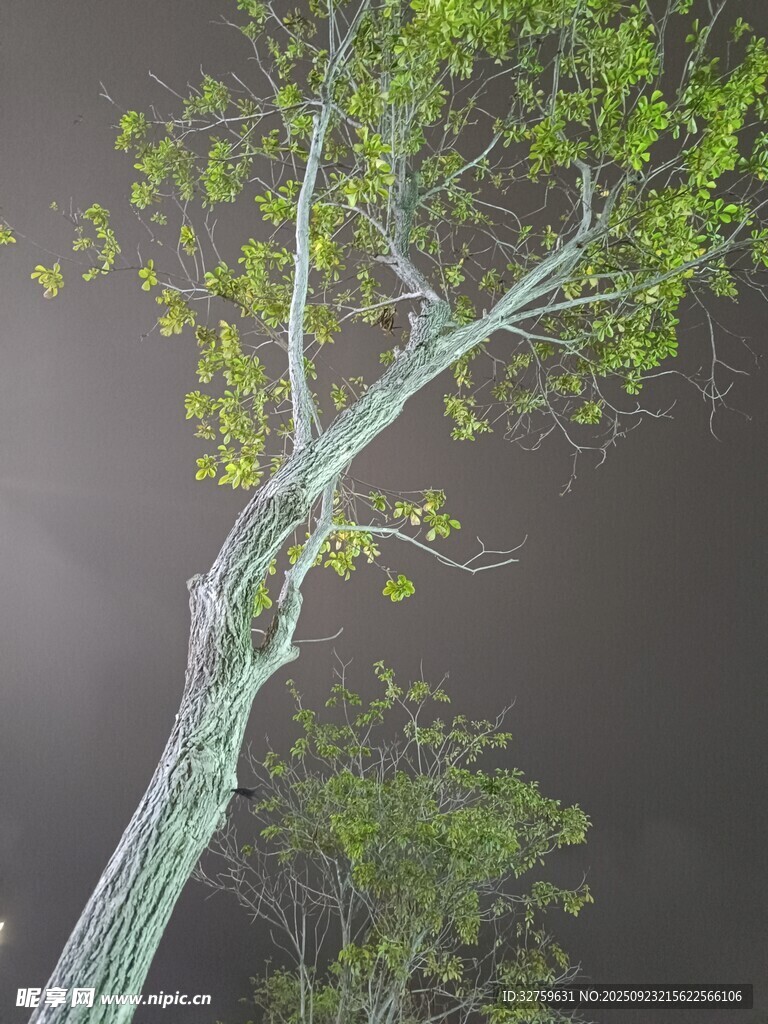 夜色中伸展的翠绿树枝
