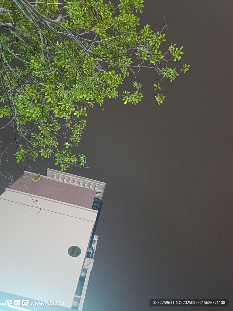 绿叶下的屋顶一角