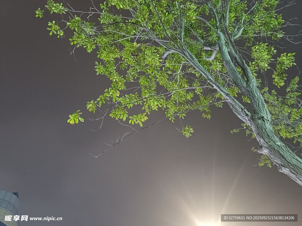 月夜下的翠绿树枝