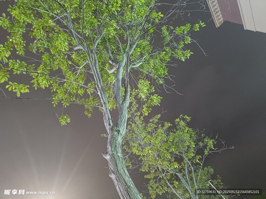室内绿植景观 