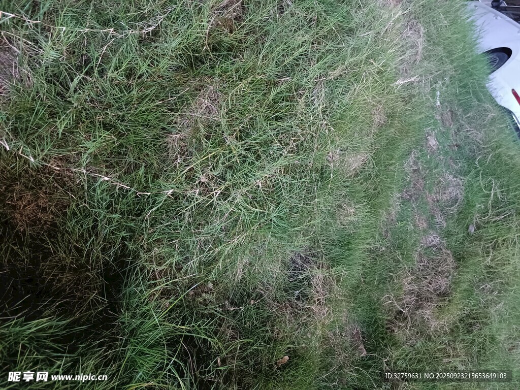 地面上的绿色草地
