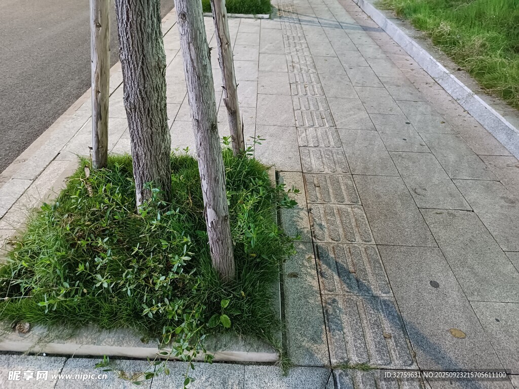 人行道旁的绿植与树木