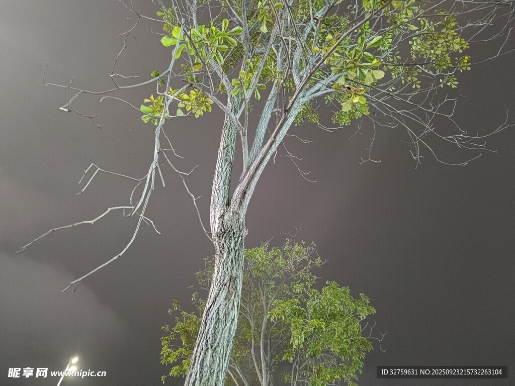 雨夜中的孤独树木