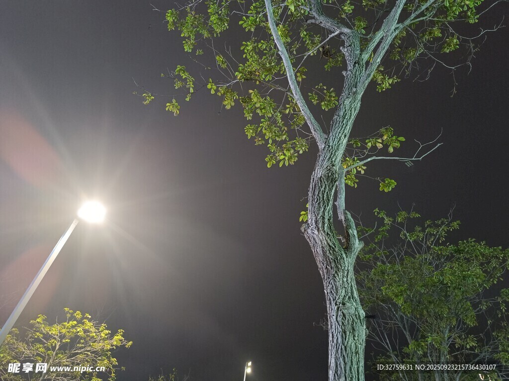 夜晚路灯下的树木景象