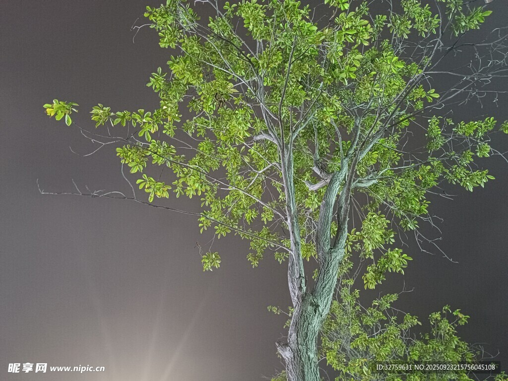 夜色中葱郁的发光树木
