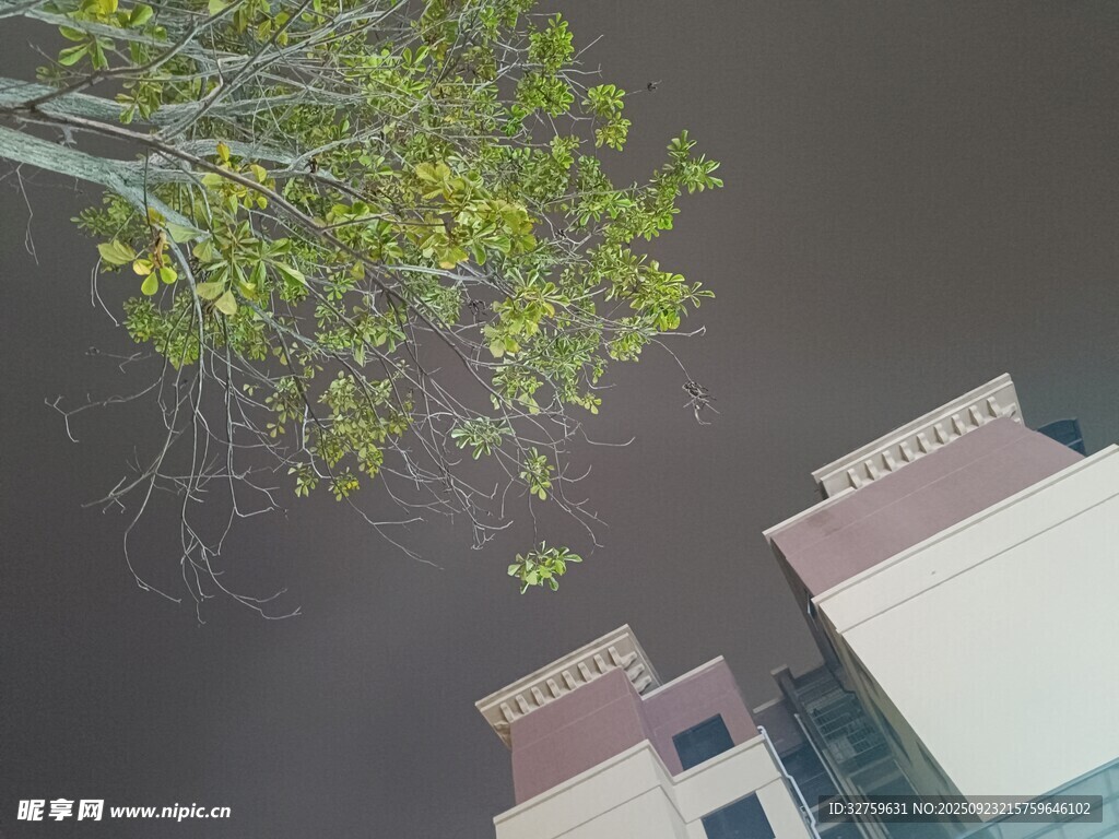 仰视视角下的绿树与建筑