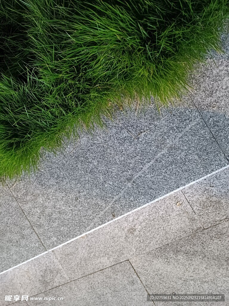石板路旁的翠绿青草